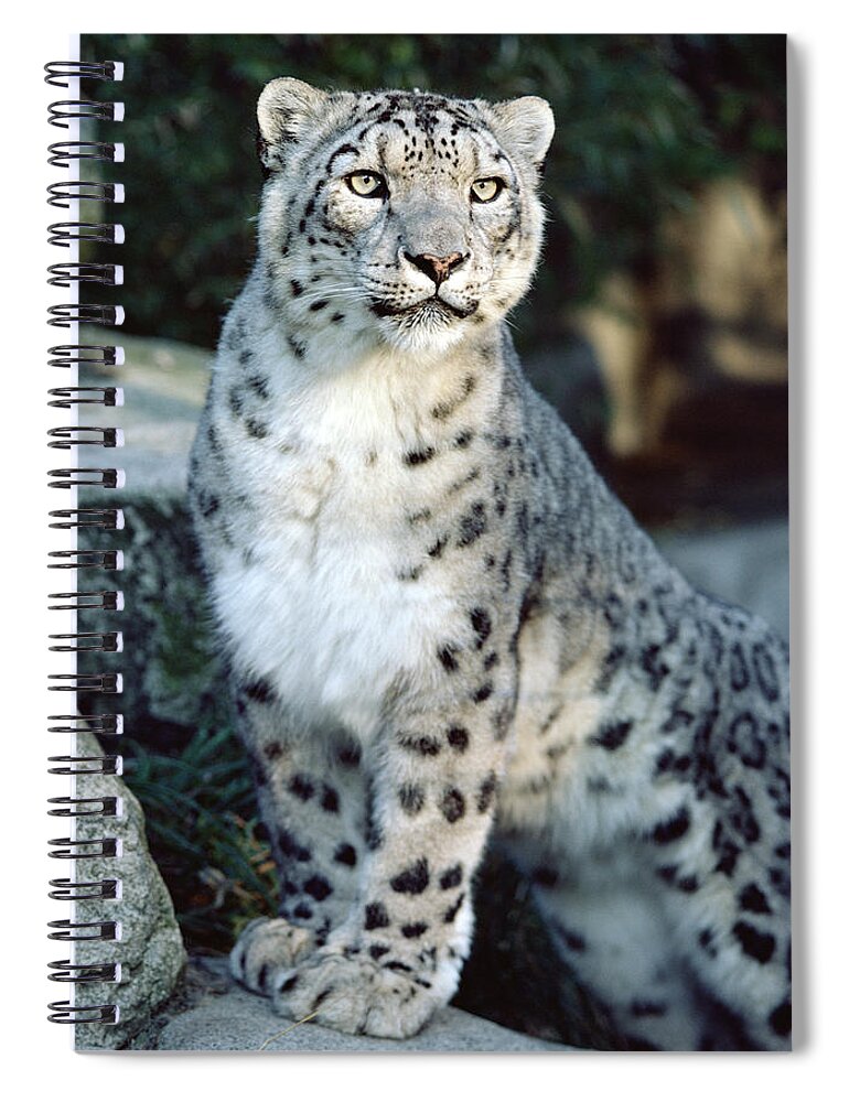 Mp Spiral Notebook featuring the photograph Snow Leopard Uncia Uncia Portrait by Gerry Ellis
