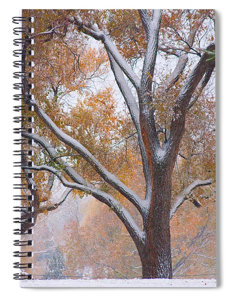 Trees Spiral Notebook featuring the photograph Snowy Autumn Landscape by James BO Insogna