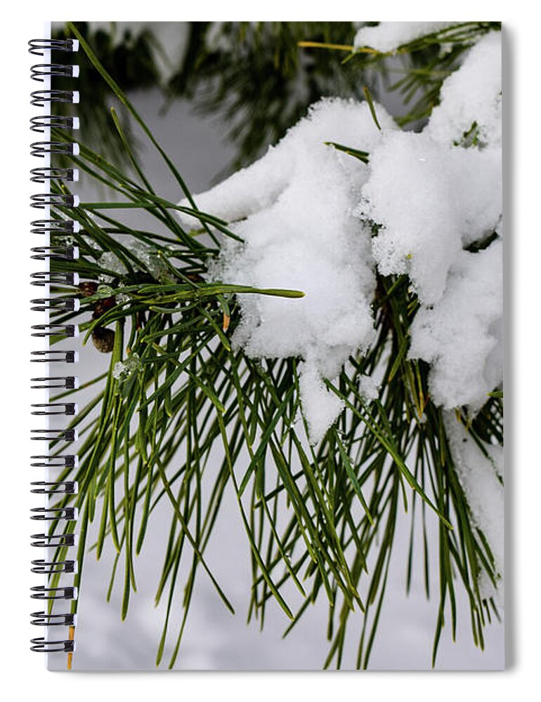 Snow Spiral Notebook featuring the photograph Snowy Branch by Nicole Lloyd