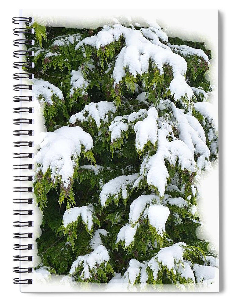 Snowy Cedar Boughs Spiral Notebook featuring the photograph Snowy Cedar Boughs by Will Borden