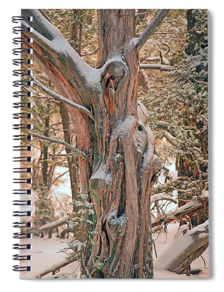 Fine Art Spiral Notebook featuring the photograph Snowy Dead Tree by Donna Greene