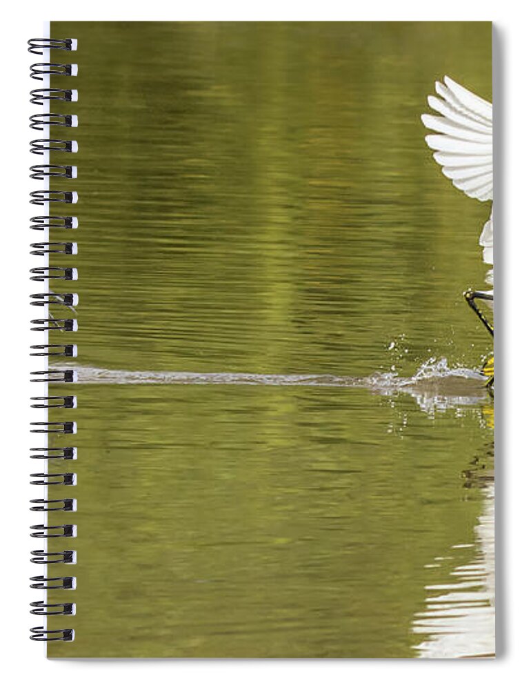 Snowy Spiral Notebook featuring the photograph Snowy Egret Chase 1315-111317-2cr by Tam Ryan