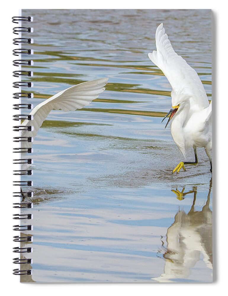 Snowy Spiral Notebook featuring the photograph Snowy Egret Chase 1382-111317-2cr by Tam Ryan