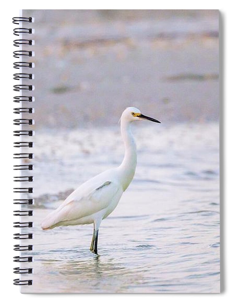Florida Spiral Notebook featuring the photograph Snowy Egret in sunset light by Framing Places