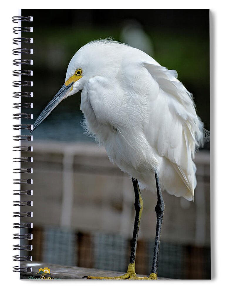 Amusement Parks Spiral Notebook featuring the photograph Snowy Egret by Jim Thompson
