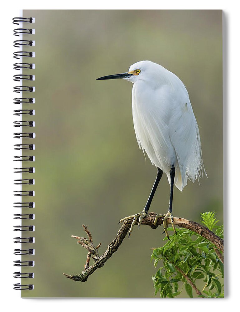 Dawn Currie Photography Spiral Notebook featuring the photograph Snowy Egret Portrait by Dawn Currie