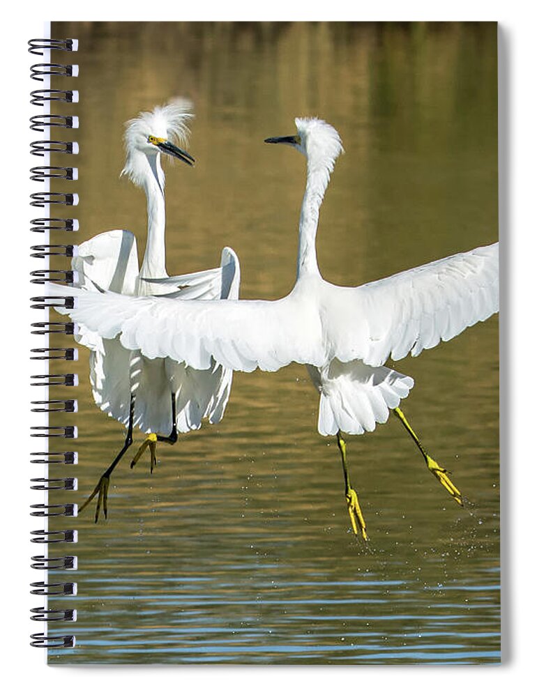 Snowy Spiral Notebook featuring the photograph Snowy Egrets Fight 3638-112317-1cr by Tam Ryan