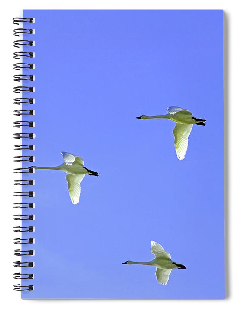 Snowy Egrets Flying In Klanth Wildlife Refuge In California Spiral Notebook featuring the photograph Snowy Egrets by Dr Janine Williams