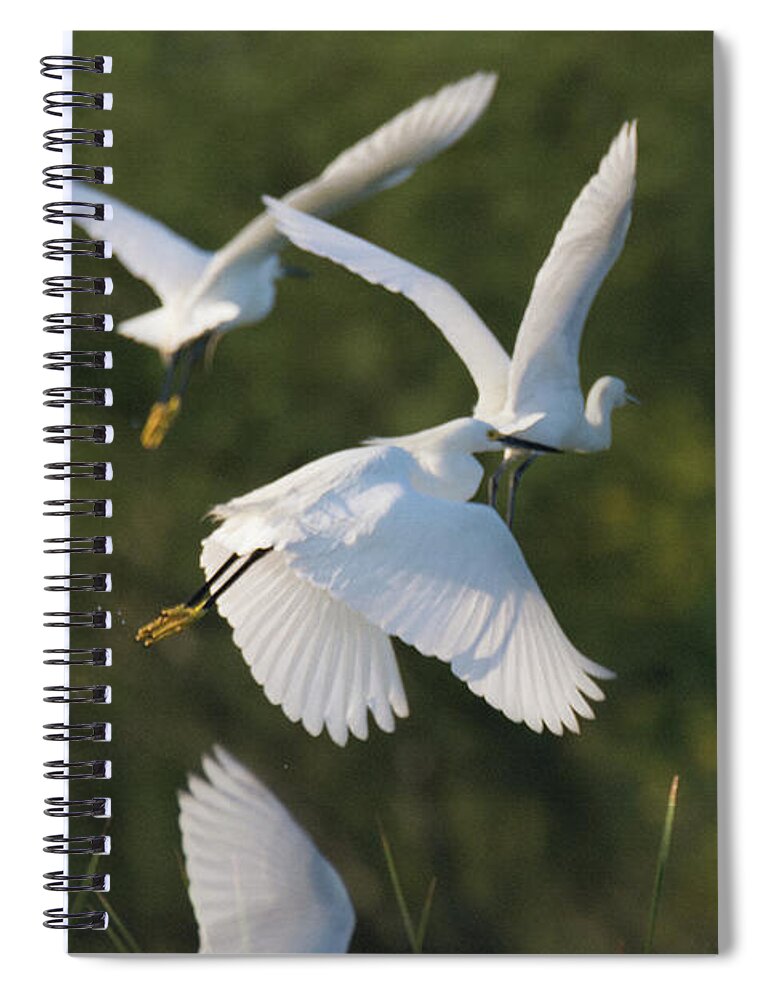Debra Martz Spiral Notebook featuring the photograph Snowy Egrets Taking Flight by Debra Martz