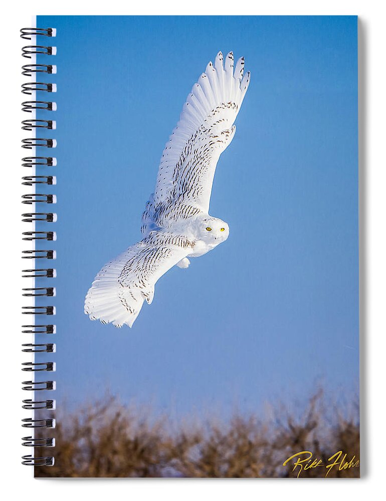 Animals Spiral Notebook featuring the photograph Snowy Owl Banking by Rikk Flohr