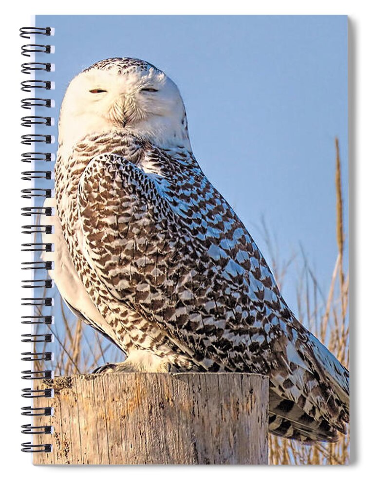 Snowy Owl Spiral Notebook featuring the photograph Snowy Owl by Janice Drew