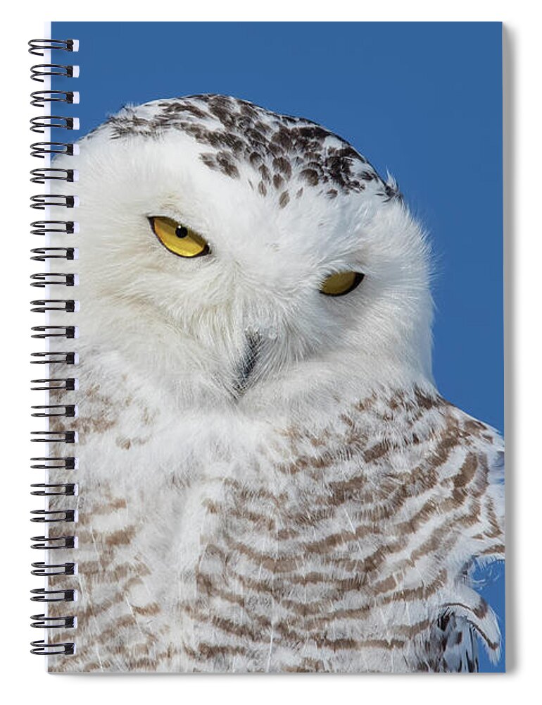 Art Spiral Notebook featuring the photograph Snowy Owl Portrait by Mircea Costina Photography