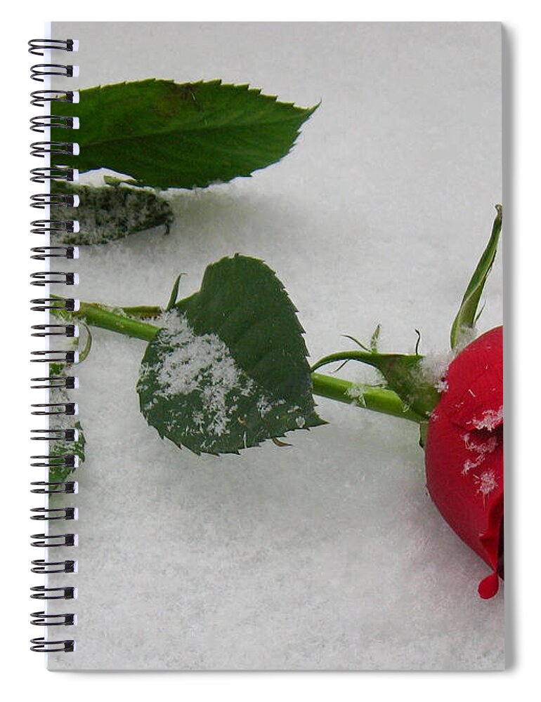 Rose Spiral Notebook featuring the photograph Richard's Rose by Lori Lafargue