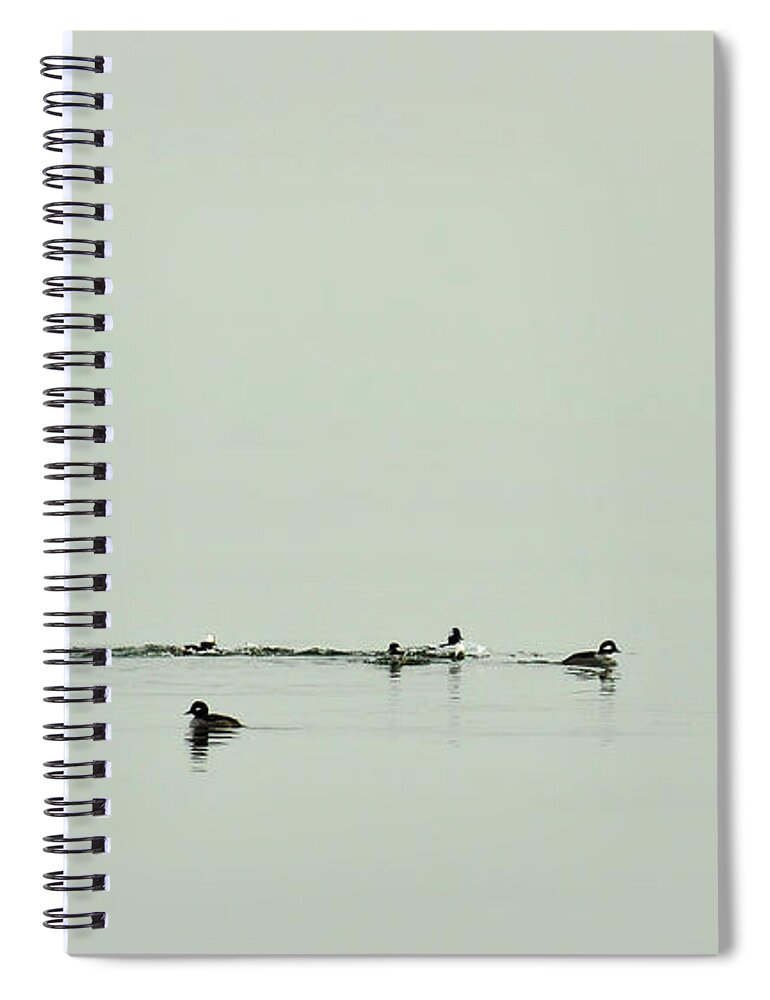 Bucephala Albeola Spiral Notebook featuring the photograph So Far Away by Rebecca Sherman