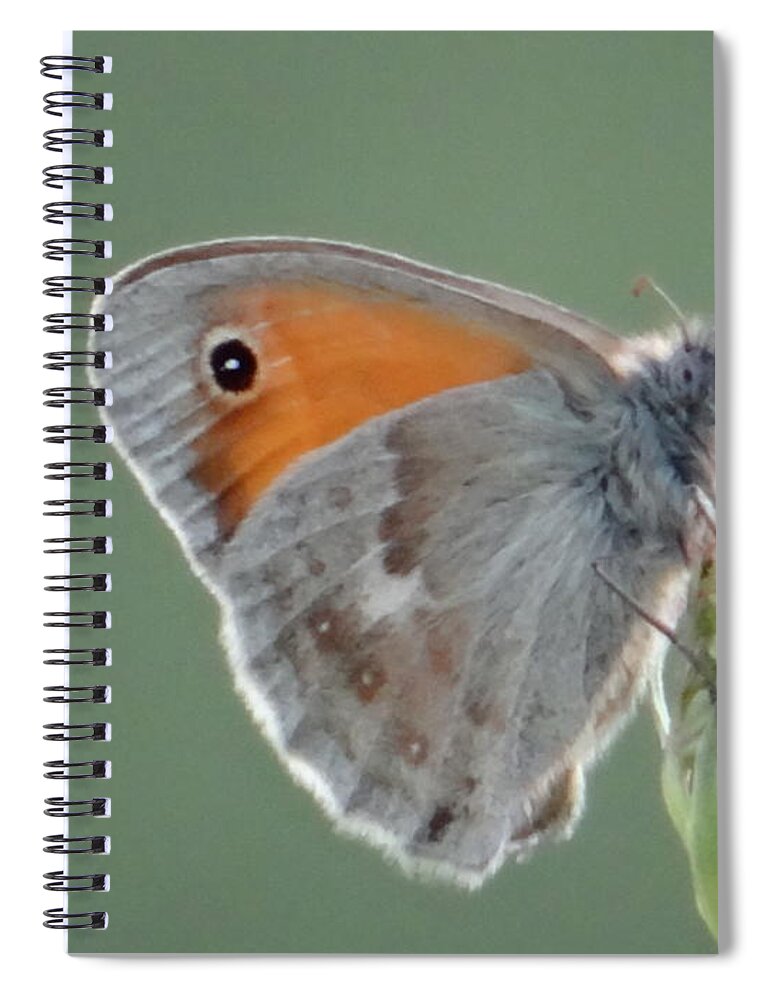 Butterfly Spiral Notebook featuring the photograph So soft by Karin Ravasio