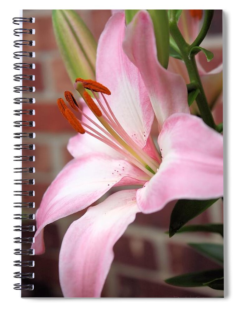 Flower Spiral Notebook featuring the photograph So Soft Lily by Diane Lindon Coy