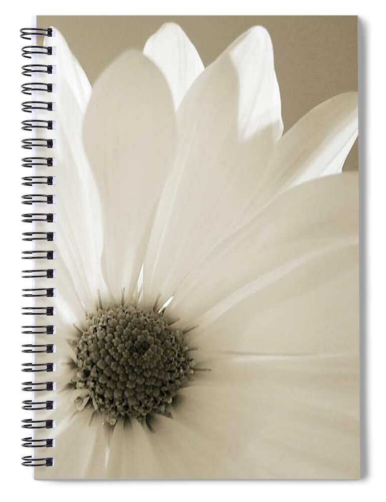 Wall Art Spiral Notebook featuring the photograph Soft Daisy by Kelly Holm