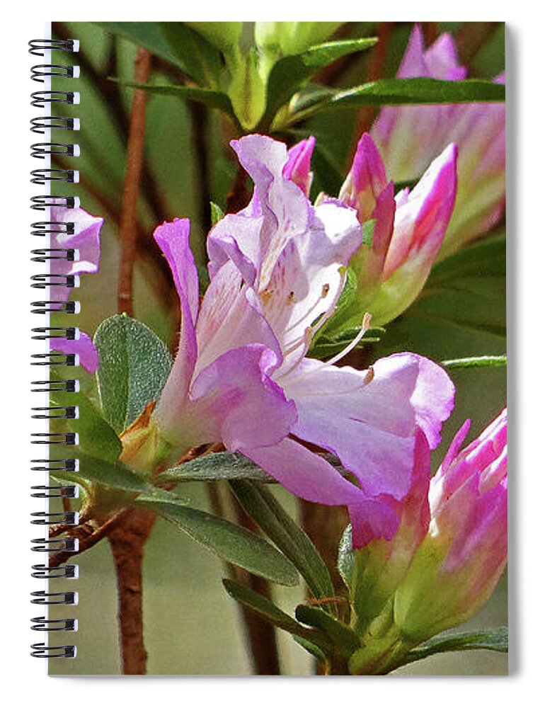 Azaleas Spiral Notebook featuring the sculpture Soft Pink Azaleas by Eunice Warfel
