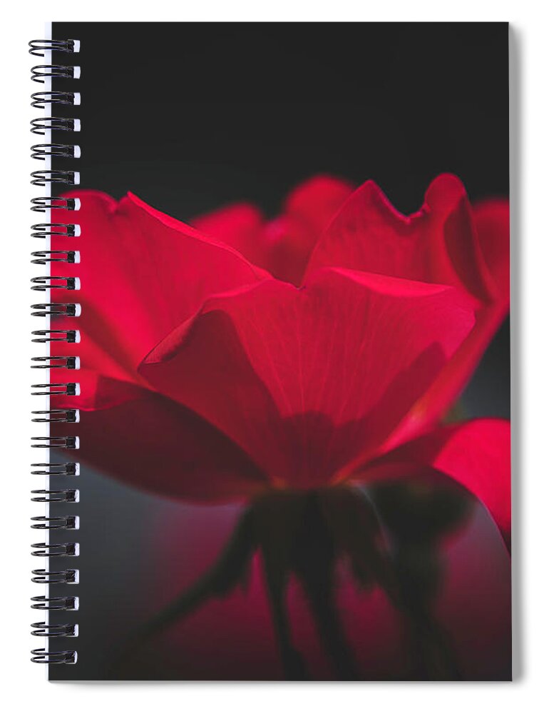 Flower Spiral Notebook featuring the photograph Soft Red Rose by Teresa Wilson