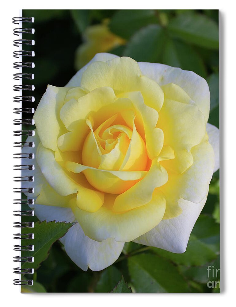 Yellow Rose Spiral Notebook featuring the photograph Soft Smile by Sudakshina Bhattacharya