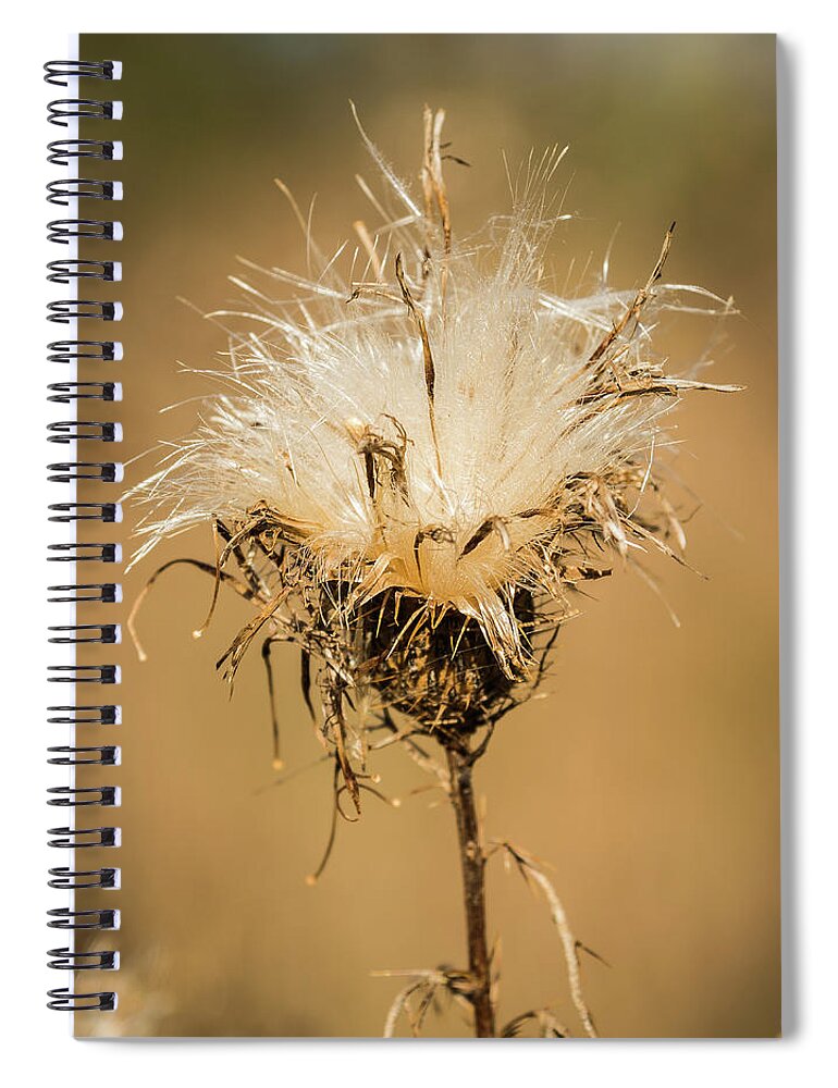Nature Spiral Notebook featuring the photograph Softness Revealed by John Benedict