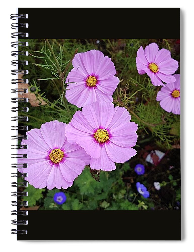 Relax Spiral Notebook featuring the photograph Pink Cosmos by Rowena Tutty