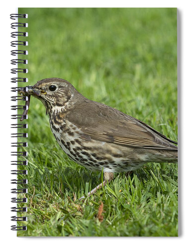 Song Thrush Spiral Notebook featuring the photograph Song Thrush With Worms by Gary K. Smith/FLPA