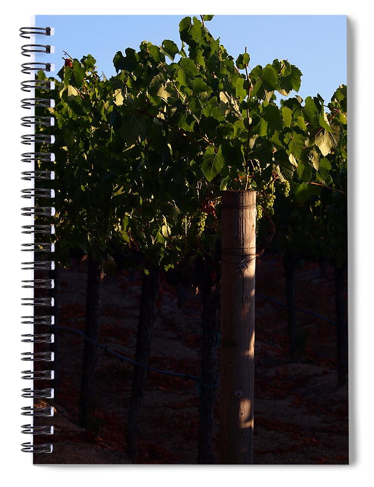 Horticulture Spiral Notebook featuring the photograph Sonoma County Gold by Richard Thomas