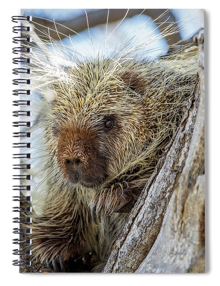 Porcupine Spiral Notebook featuring the photograph Soul Center by Kevin Dietrich