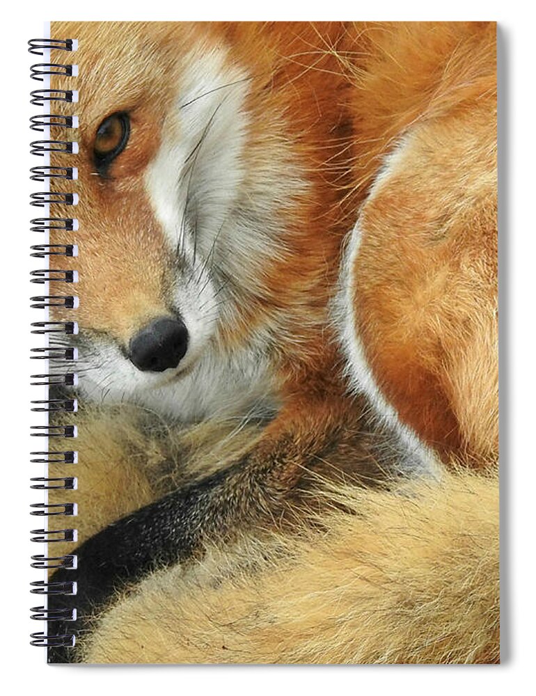 Soulful Eyes Spiral Notebook featuring the photograph Soulful Eyes by Kathy M Krause
