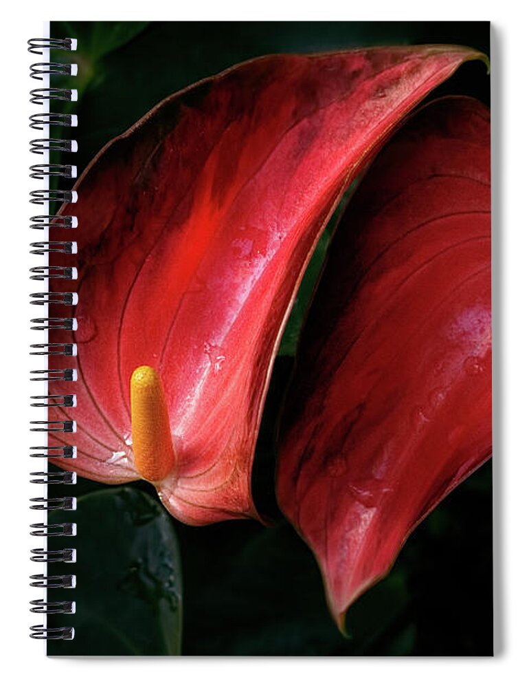 Flamingo Lily Spiral Notebook featuring the photograph Soulmates in Moonlight by Marilyn Cornwell