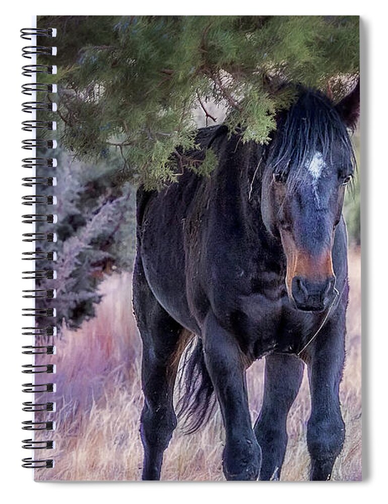 Wild Stallion Spiral Notebook featuring the photograph South Steens Band Stallion Approaches by Belinda Greb