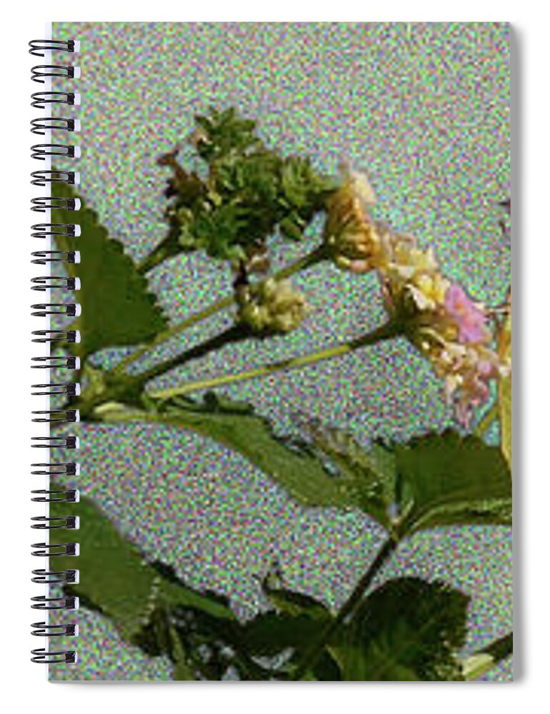 Southern Dogface Butterfly Spiral Notebook featuring the photograph Southern Dogface Butterfly Feasting on December Lantanas Austin Texas v1 Panorama by Felipe Adan Lerma