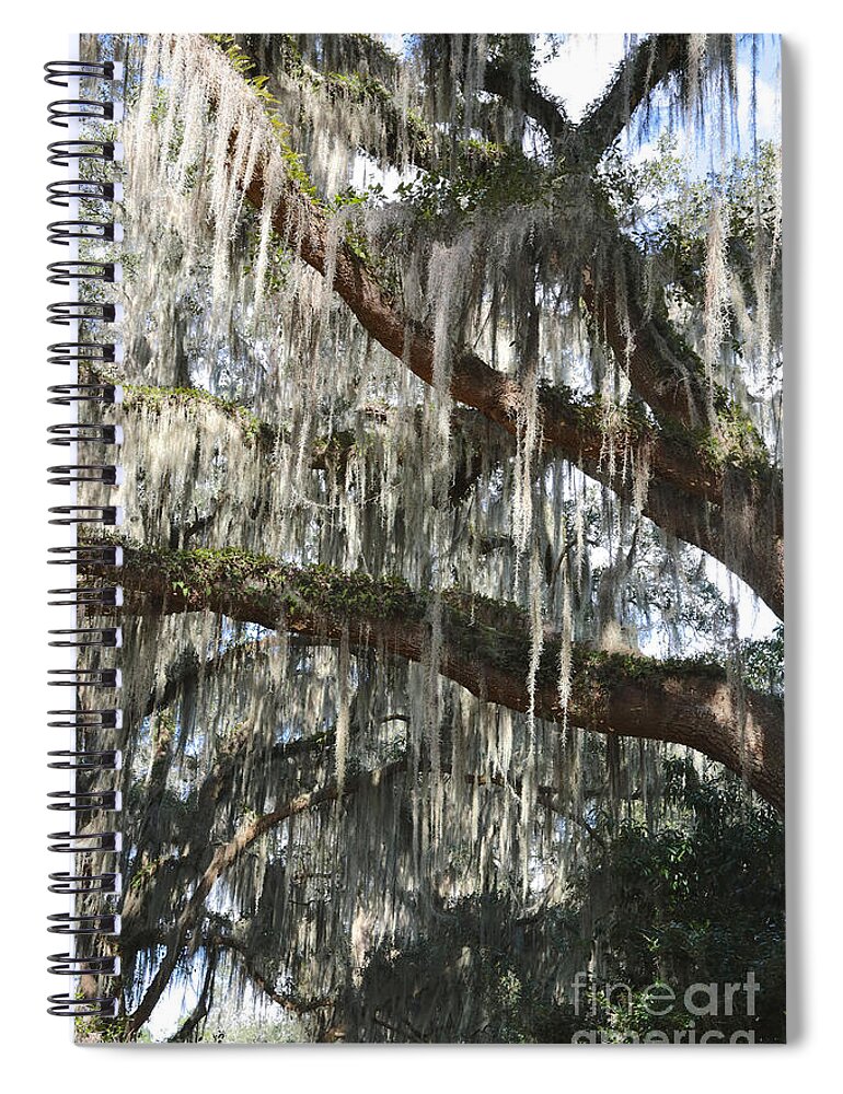 Spanish Moss Spiral Notebook featuring the photograph Southern Lace by Carol Groenen