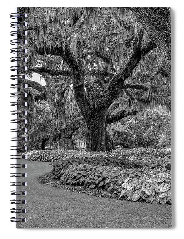 Scenic Spiral Notebook featuring the photograph Southern Oaks In Black And White by Kathy Baccari