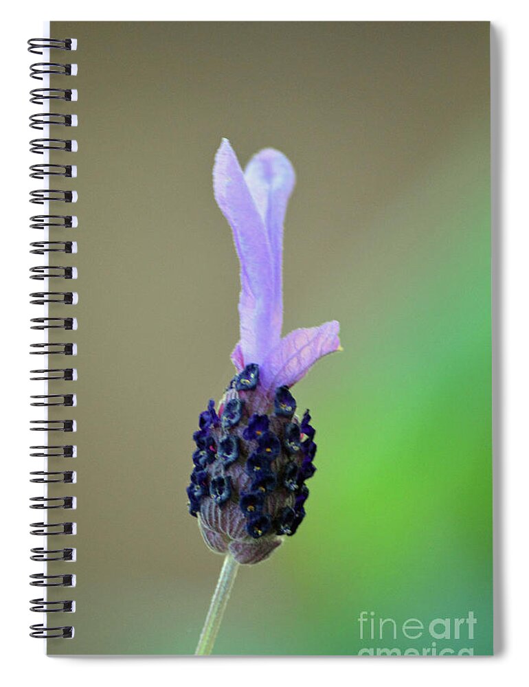 Lavender Spiral Notebook featuring the photograph Spanish Lavender by Carol Eliassen