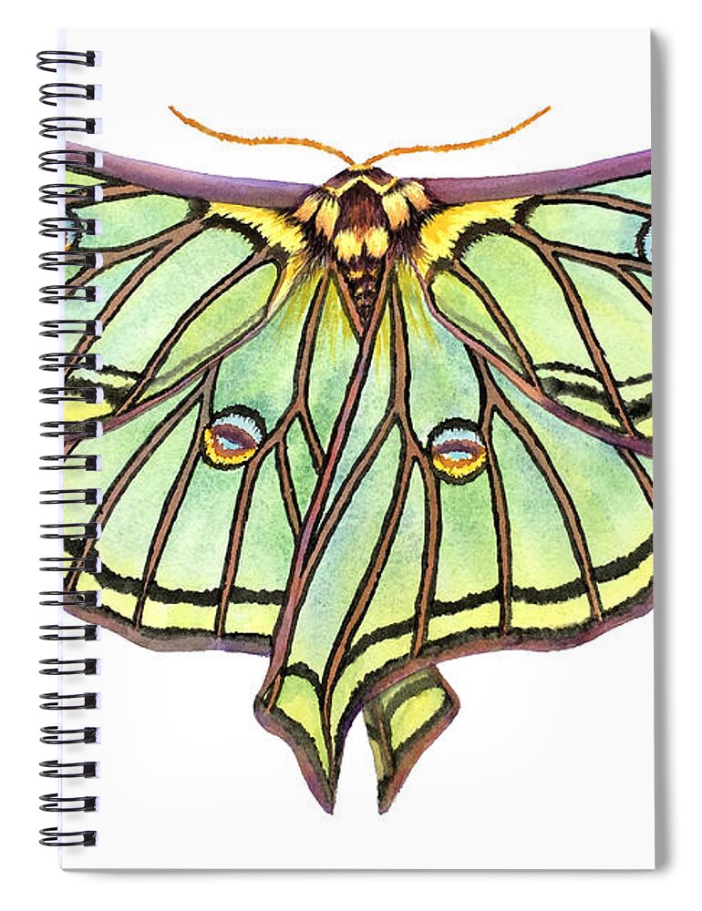 Spanish Moon Moth Spiral Notebook featuring the painting Spanish Moon Moth by Lucy Arnold