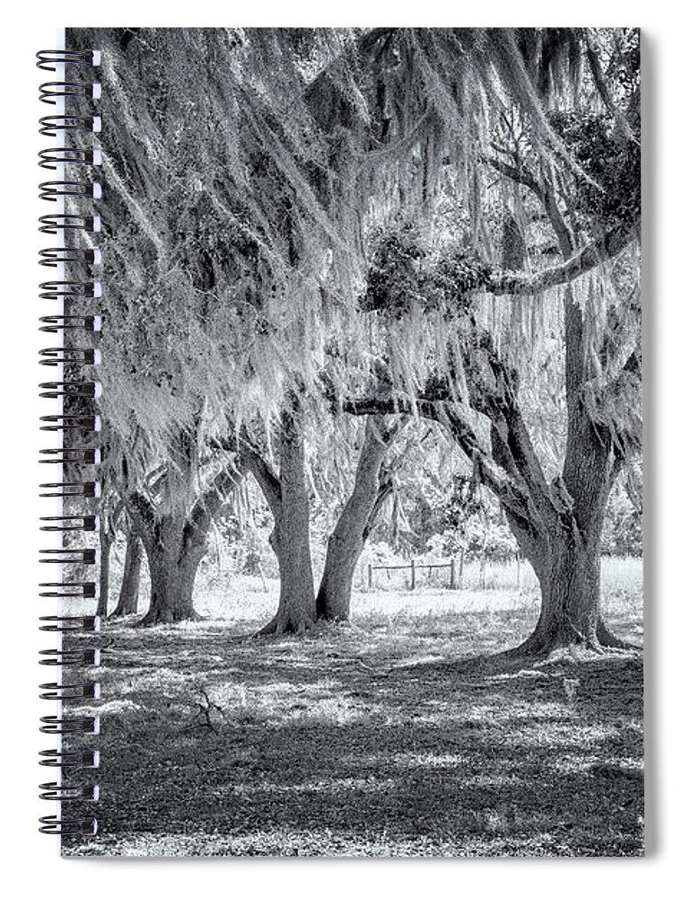 North Port Florida Spiral Notebook featuring the photograph Spanish Moss In Black and White by Tom Singleton