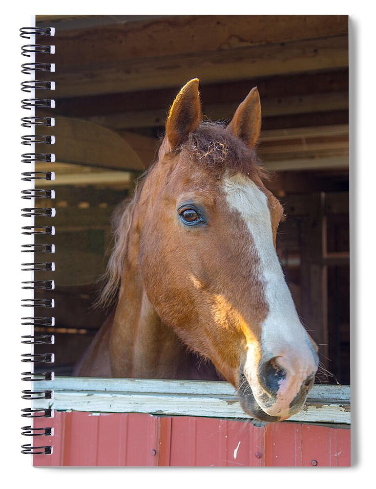 Charger Spiral Notebook featuring the photograph Spara 16066 by Guy Whiteley