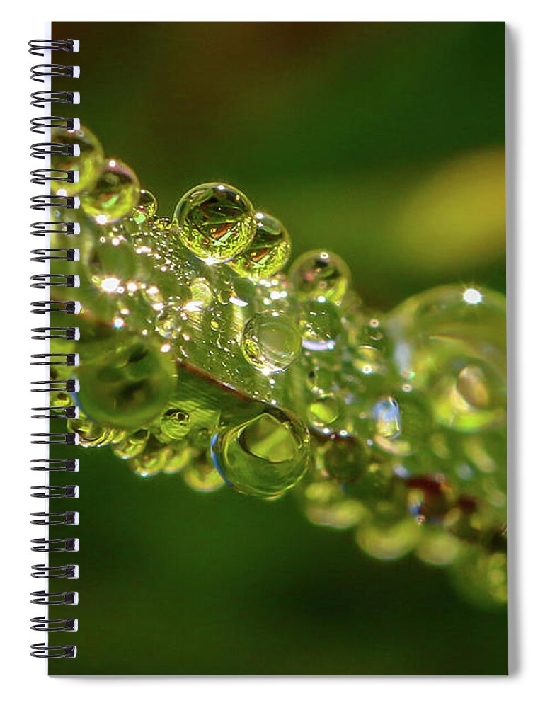 Dew Spiral Notebook featuring the photograph Sparkling Dew by Tom Claud