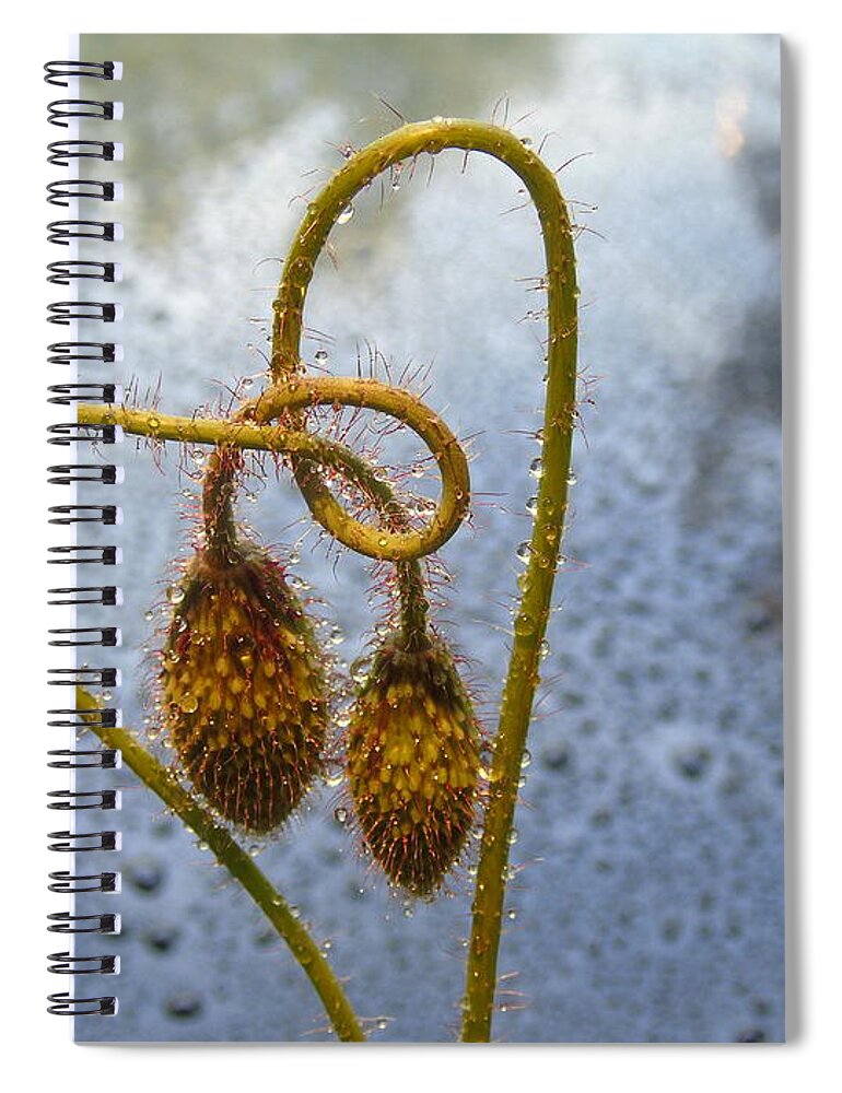 Poppy Spiral Notebook featuring the photograph Sparkling Knotted Poppy Pod by Barbara St Jean