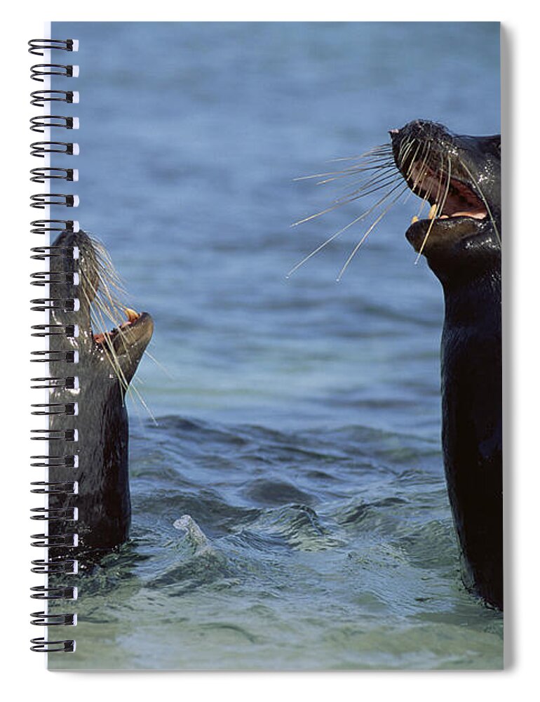 00140160 Spiral Notebook featuring the photograph Sparring Galapagos Sealion Bulls by Tui De Roy