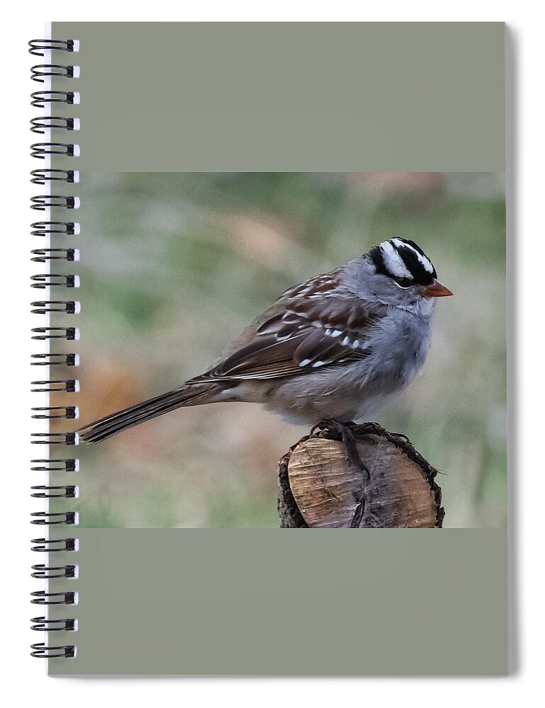 Jan Holden Spiral Notebook featuring the photograph Sparrow   by Holden The Moment