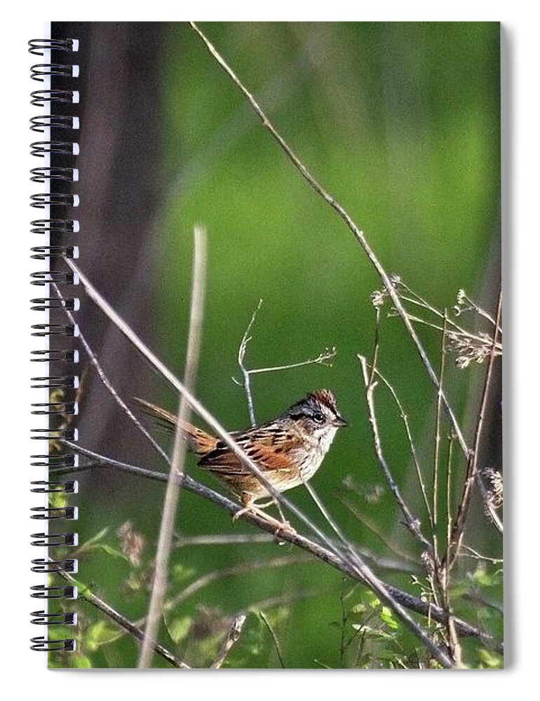 Wildlife Spiral Notebook featuring the photograph Sparrow On A Branch by John Benedict