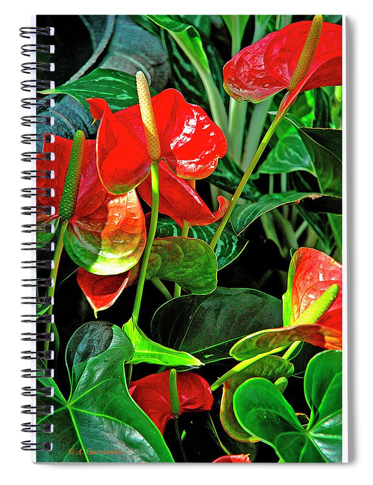 Spathiphyllum Flower Spiral Notebook featuring the photograph Spathiphyllum Flowers Peace Lily by A Macarthur Gurmankin