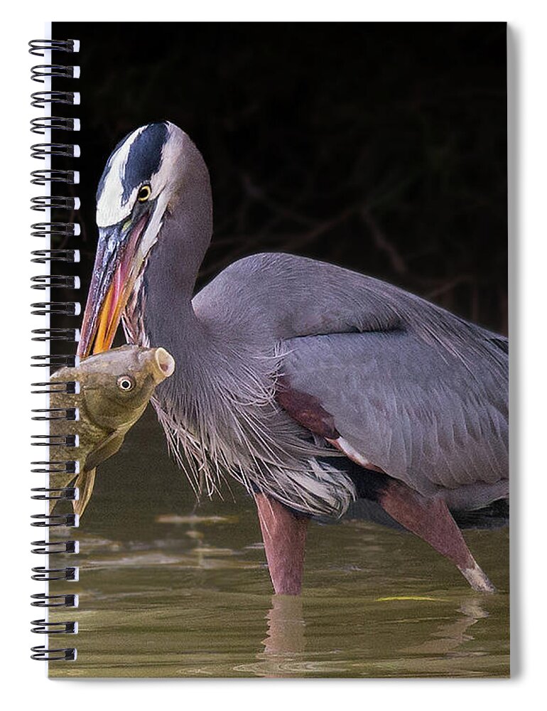 Bird Spiral Notebook featuring the photograph Spear Fisher by Bruce Bonnett