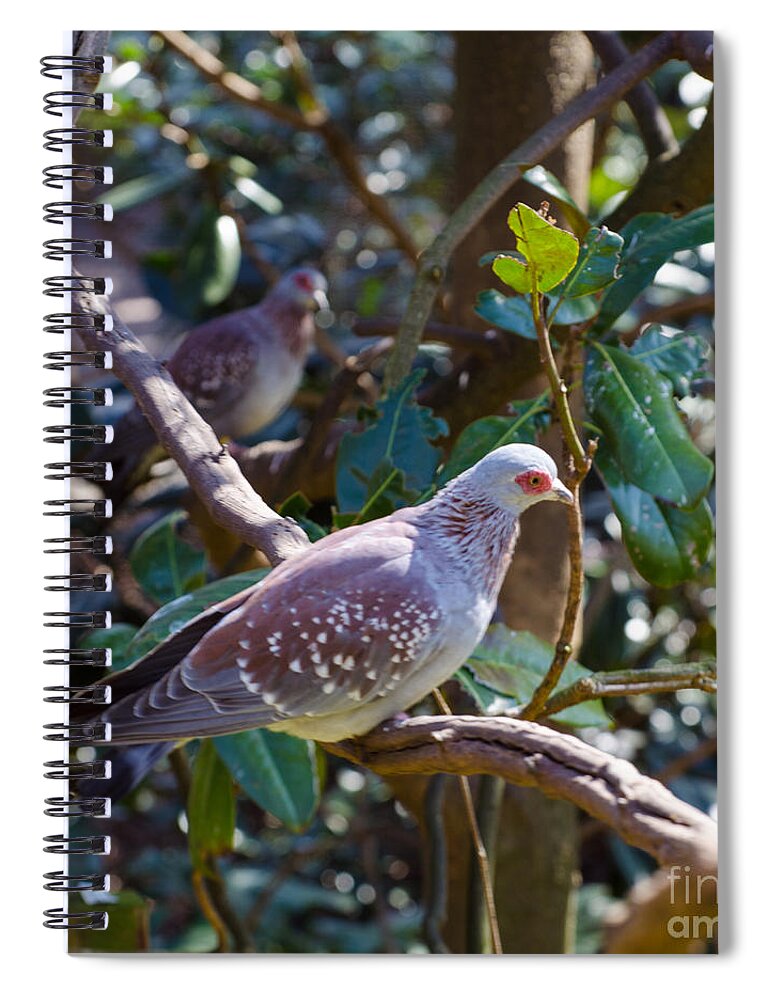 Bird Spiral Notebook featuring the photograph Speckle Pigeon by Donna Brown