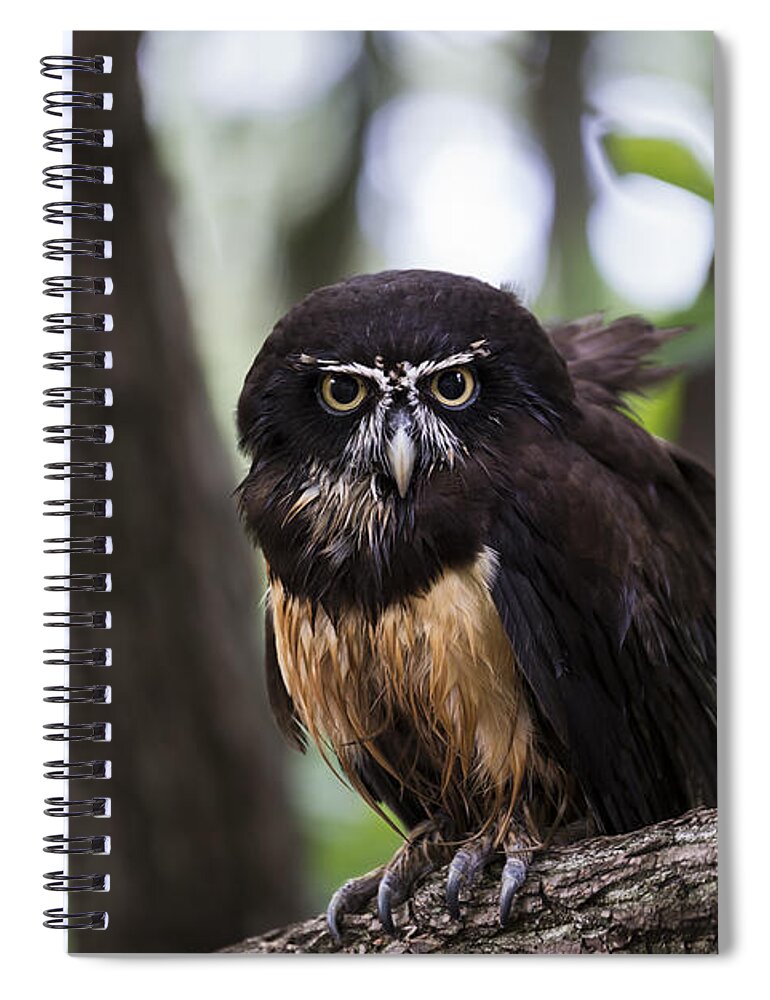 Owl Spiral Notebook featuring the photograph Spectacled Owl by Andrea Silies