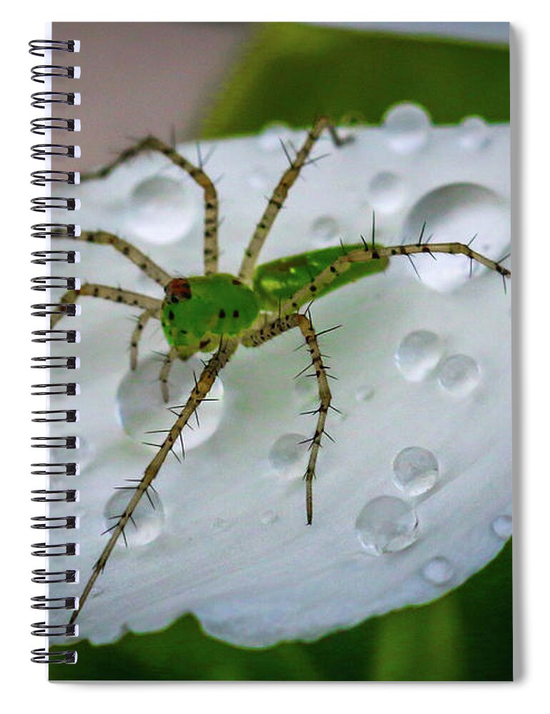 Spider Spiral Notebook featuring the photograph Spider and Flower Petal by Tom Claud
