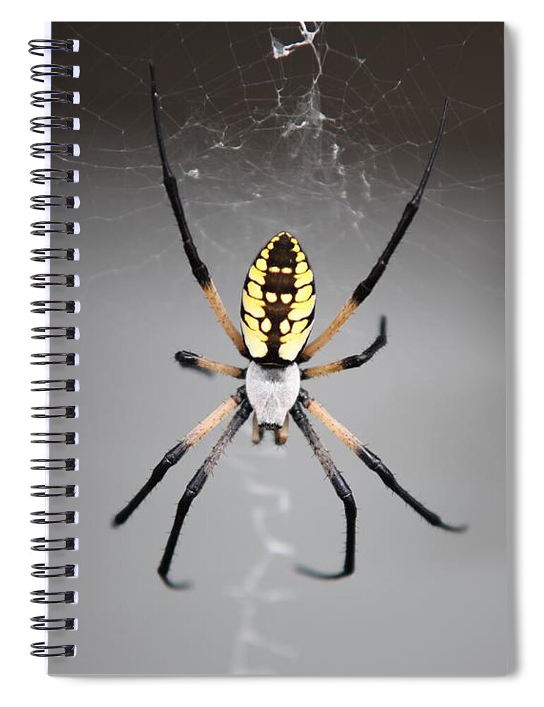 Spider Spiral Notebook featuring the photograph Spider by Kathryn Cornett